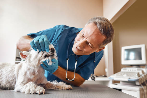 Best Emergency Tooth Extraction in Lakewood, CO